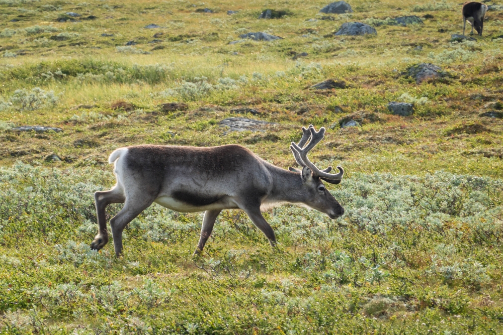 Rentiere im Nationalpark Jotunheimen in Norwegen