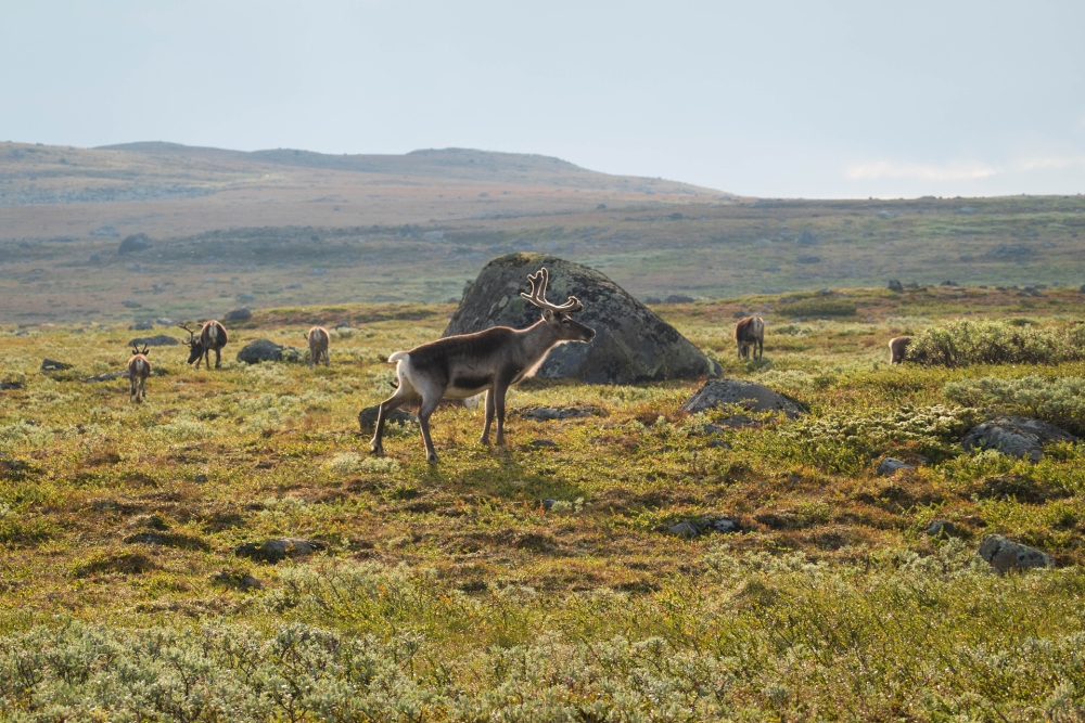Rentiere im Nationalpark Jotunheimen in Norwegen