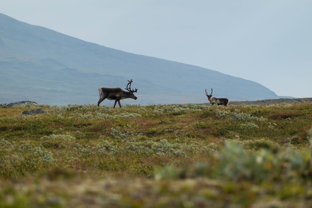 Rentiere im Nationalpark Jotunheimen in Norwegen