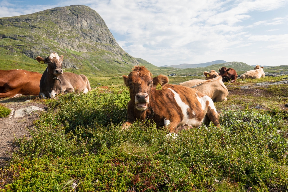 Bygdin-See im Østlandet in Norwegen