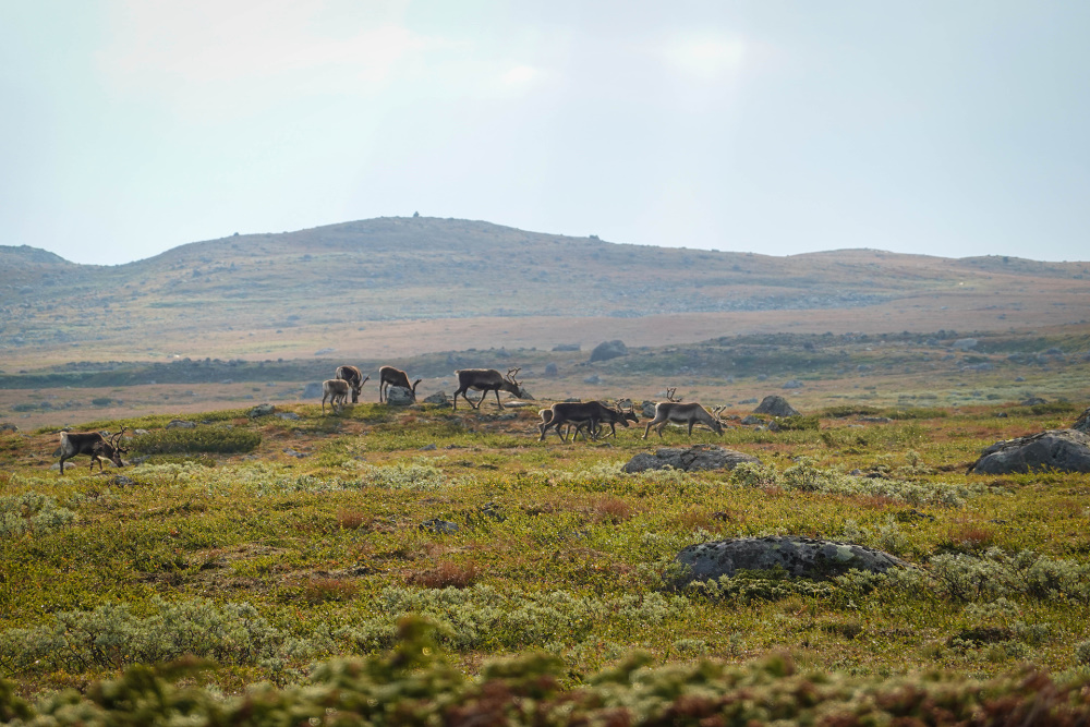 Rentiere im Nationalpark Jotunheimen in Norwegen