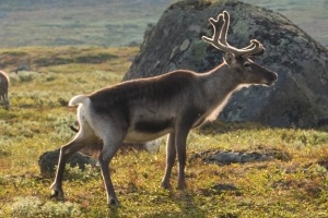 Rentiere im Nationalpark Jotunheimen in Norwegen