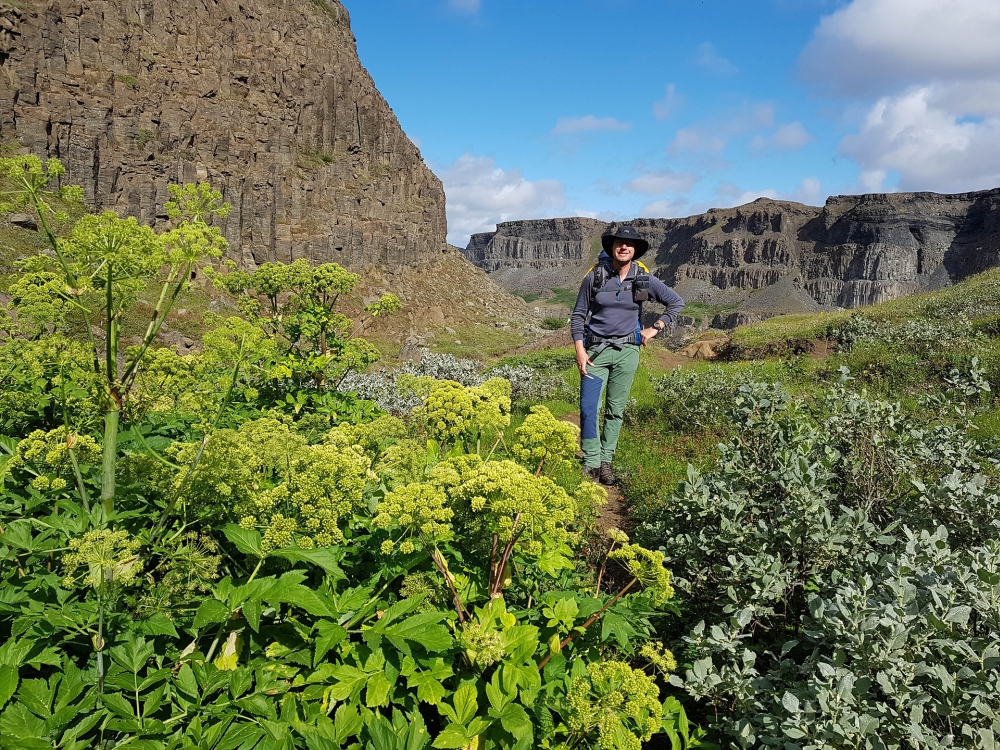 Engelwurz-Stauden in der Nebenschlucht - auf unserer Trekkingtour entlang der Jökulsárgljúfur (Nordisland)