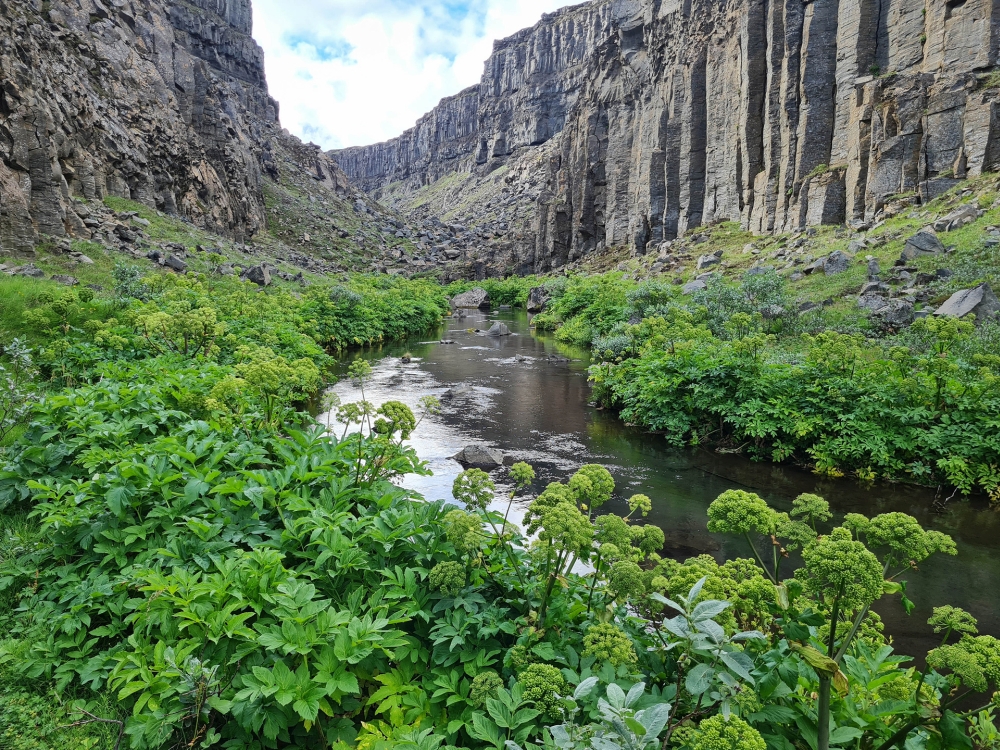 Die Nebenschlucht gleicht einer Oase - auf unserer Trekkingtour entlang der Jökulsárgljúfur (Nordisland)