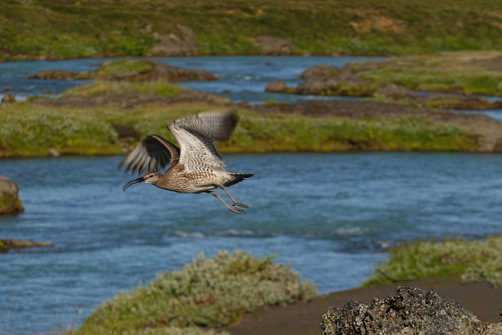 Im Flug erwischt - Regenbrachvogel am Skjálfandafljót (Nordisland)
