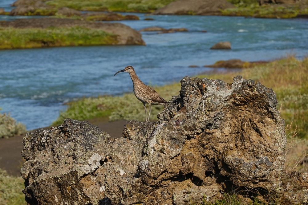 An seinem hellen Thrillern zu erkennen - ein Regenbrachvogel am Skjálfandafljót (Nordisland)