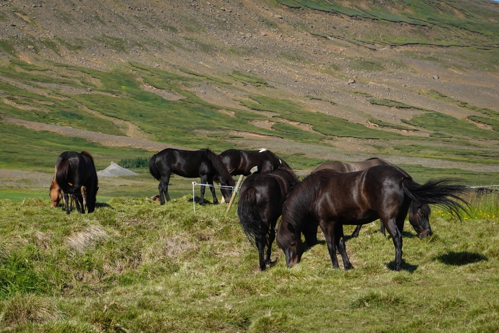 Islandpferde an der Sprengisandur zum Aldeyjarfoss (Nordisland)
