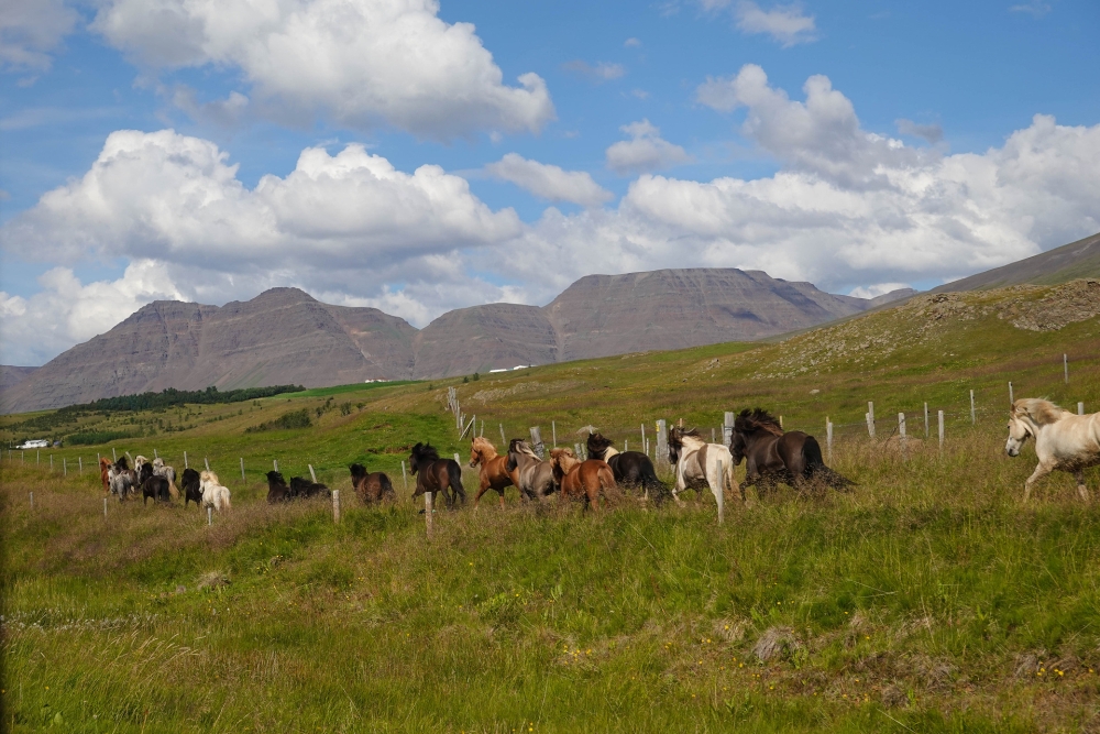 Isuzu versus Islandpferde - auf unserer Weiterreise von Akureyri nach Vatnsnes (Nordisland)
