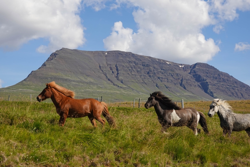 Islandpferde in Aktion - auf unserer Weiterreise von Akureyri nach Vatnsnes (Nordisland)