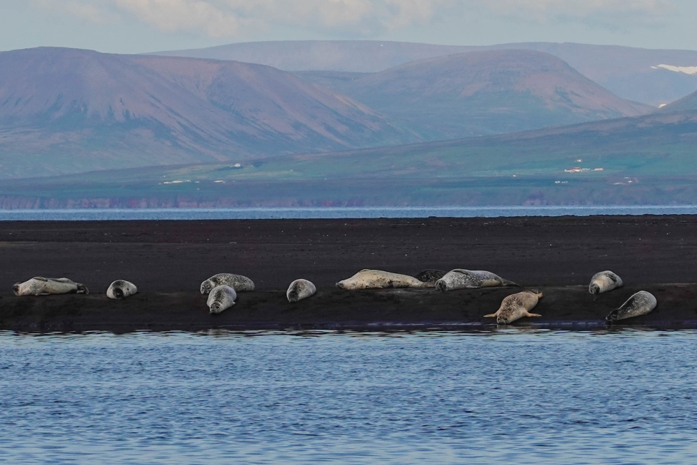 Seehundkolonie auf einer Sandbank am Sigríðarstaðavatn auf Vatnsnes (Nordisland)