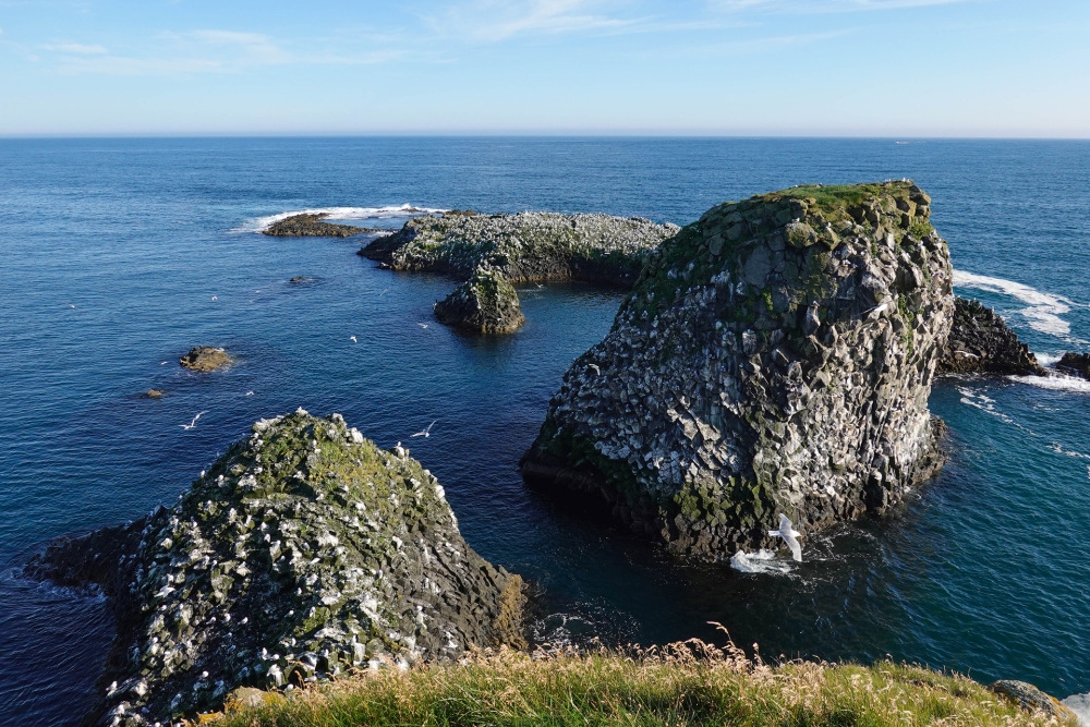 Vogelfelsen vor Arnarstapi - auf unserer Wanderung von Hellnar nach Arnarstapi - Südküste von Snæfellsnes (Island)