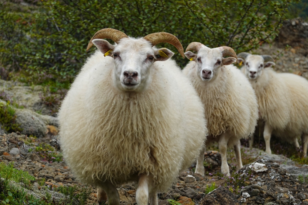 Neugierige Schafe auf dem Weg zum Glymur (Westisland)