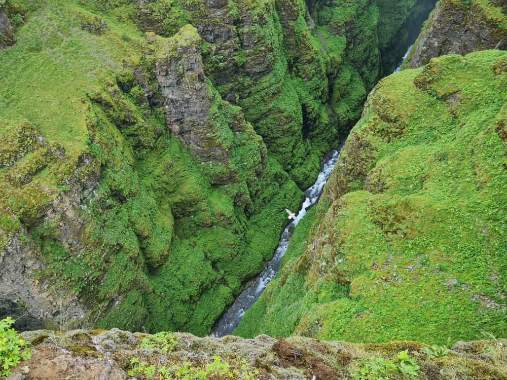 Wirkt fast schon unecht dieses Grün! - moosbewachsene Felsen auf unserer Wanderung zum Glymur (Westisland)