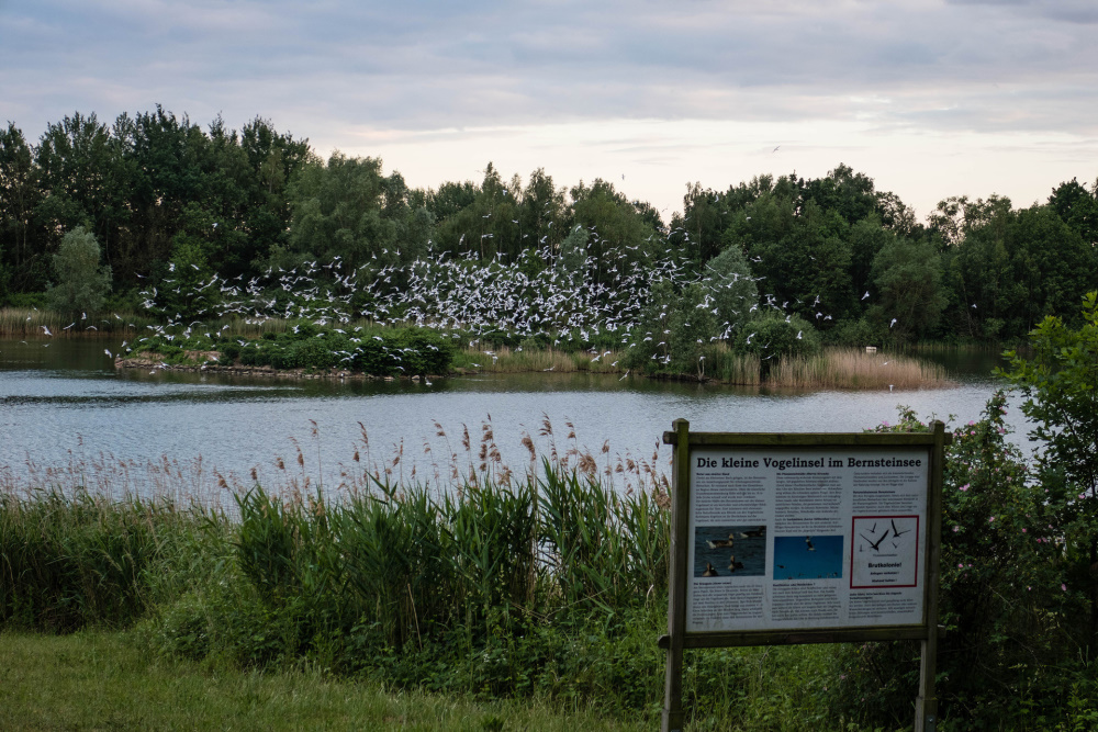 Vogelinsel im Bernsteinsee bei Ribnitz-Dammgarten