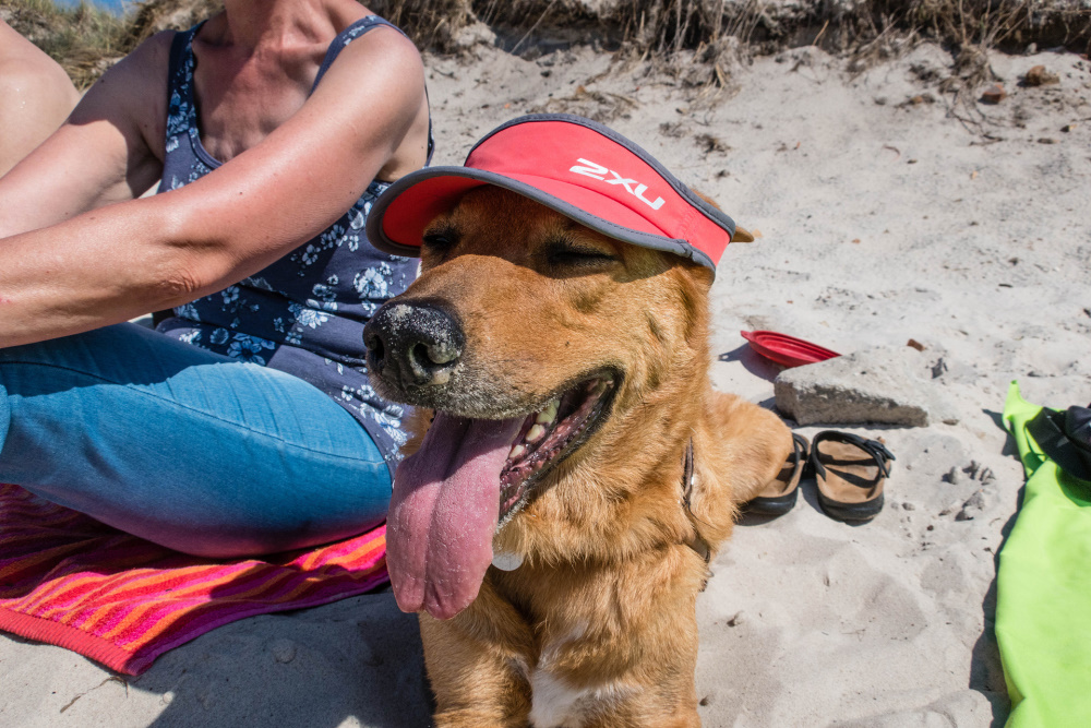 So sieht nun ein willenloser Hund aus.